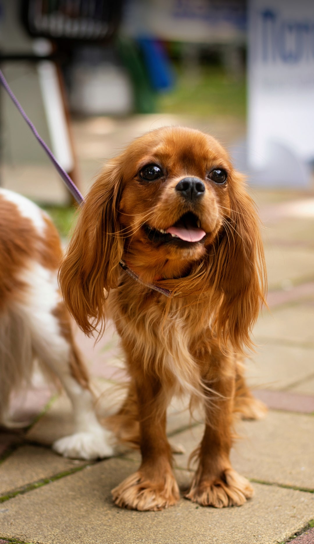 Happy dog at Alitura Veterinary Care in Nashville, TN