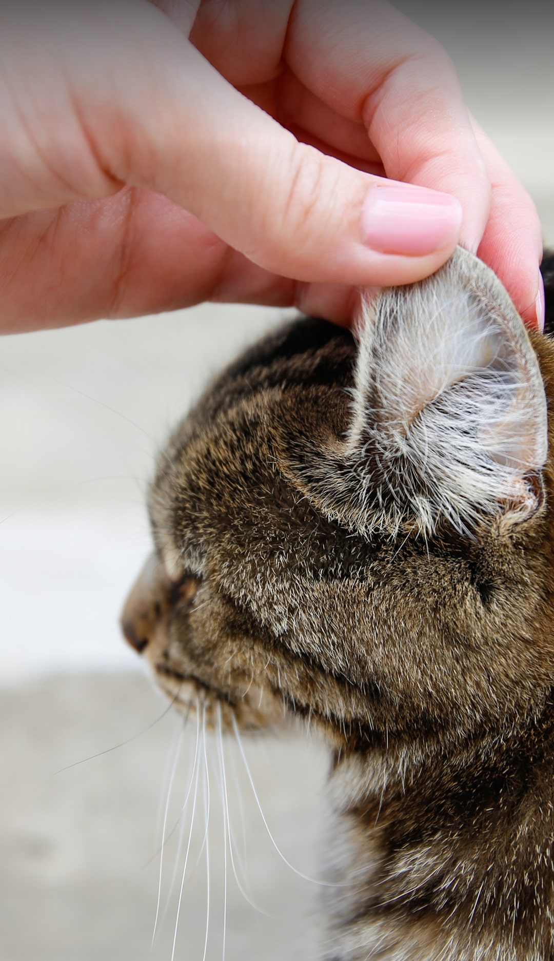 Cat receiving compassionate vet care from Dr. Evans at Alitura Veterinary Care in Nashville