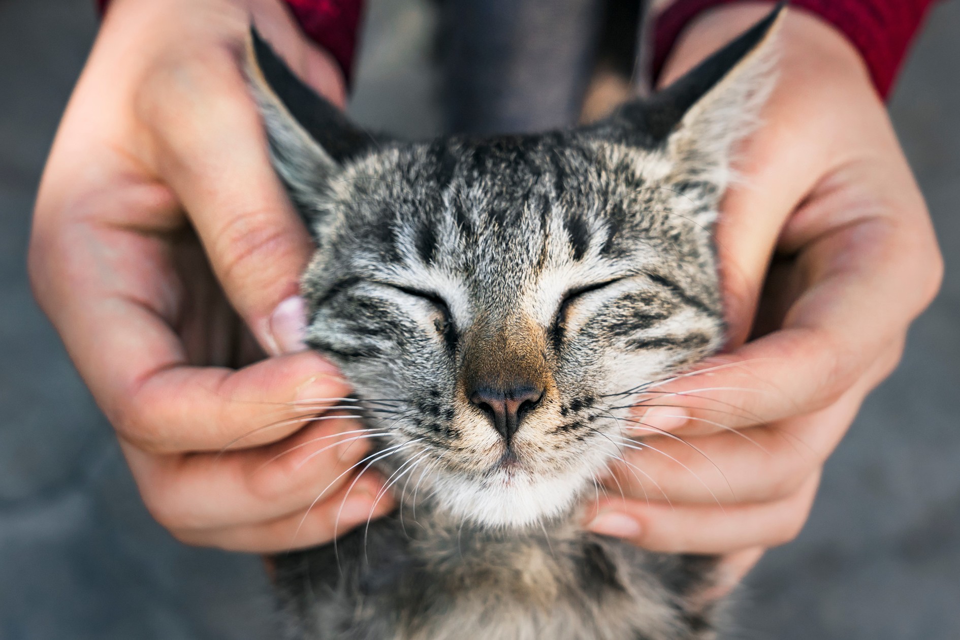 Happy cat purrs after pet dentistry in Nashville TN