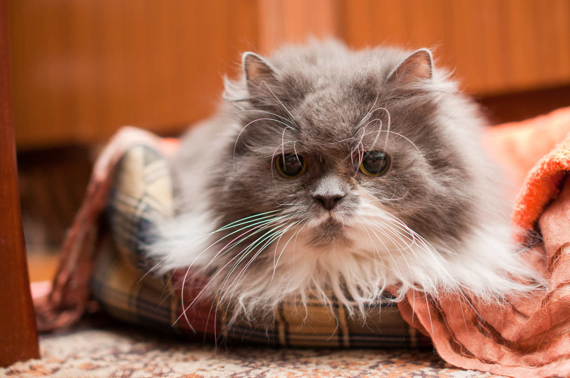 Old cat needs vereinary hospice care in Fargo